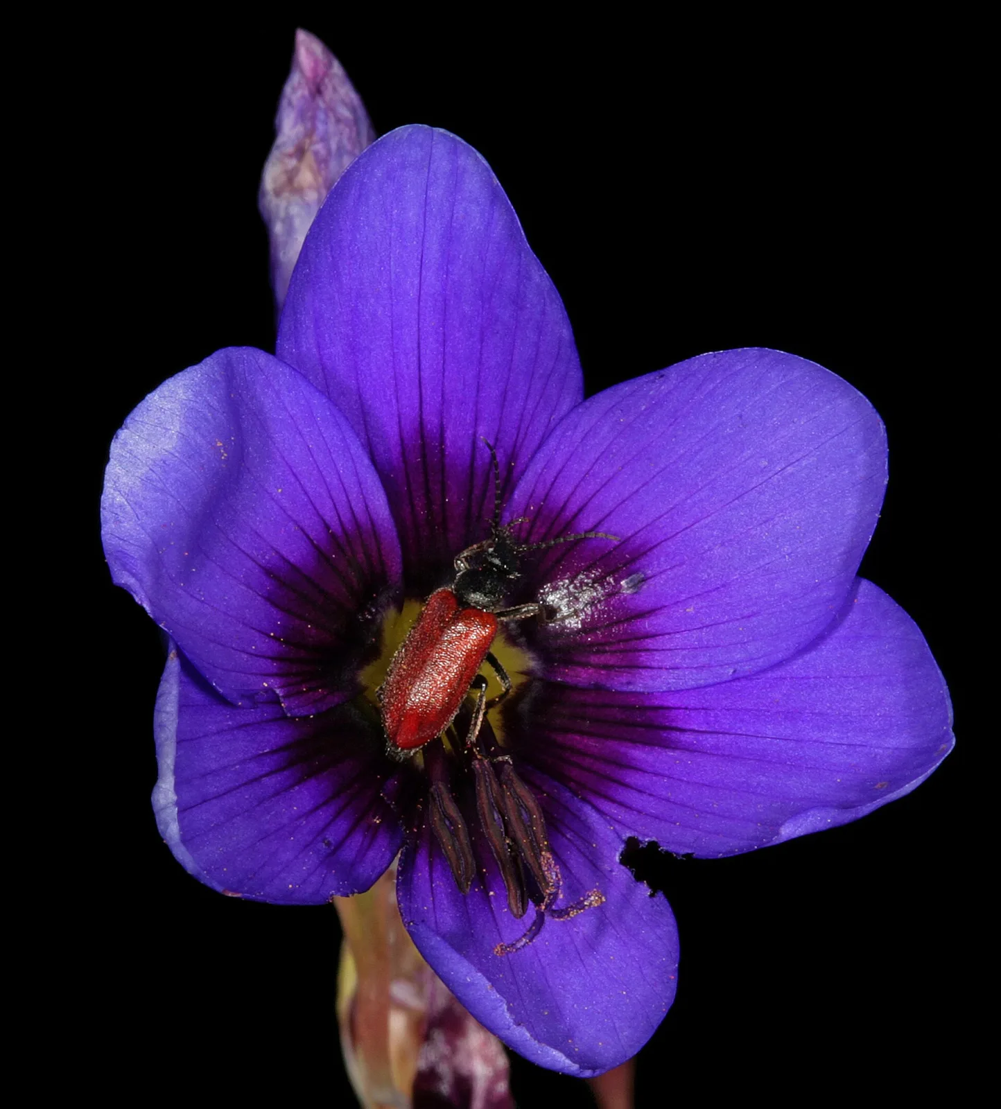 Geissorhiza splendidissima