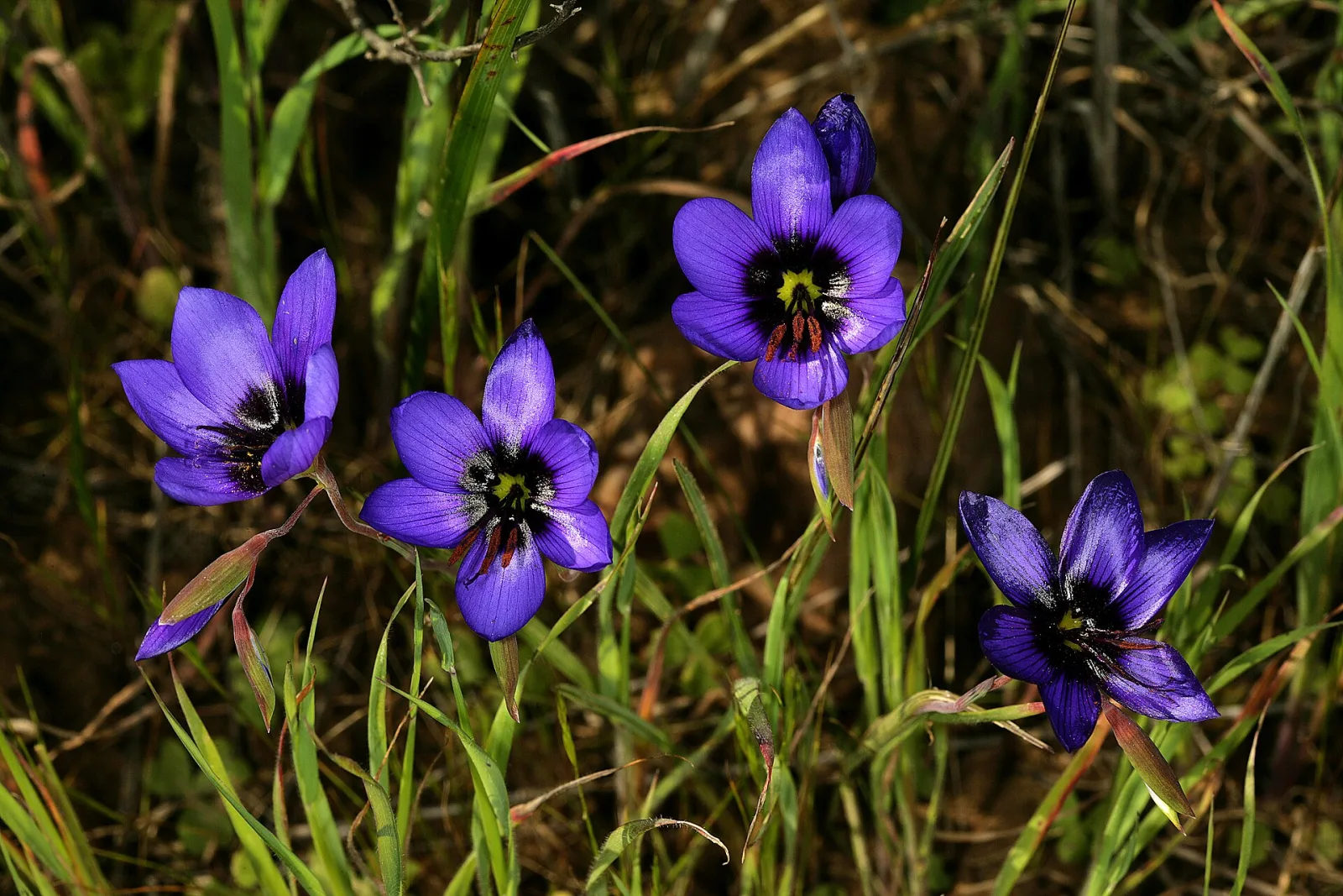 Geissorhiza splendidissima