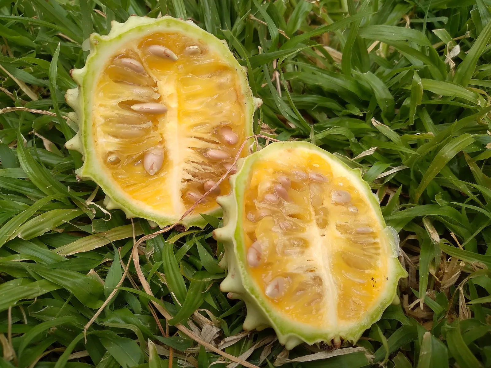 Acanthosicyos naudinianus