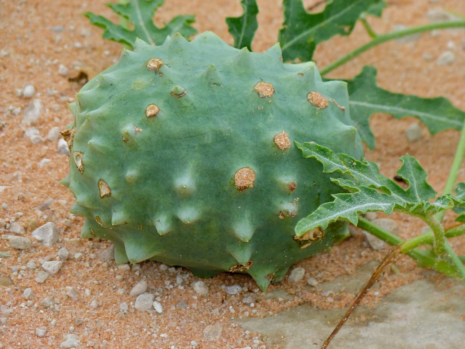 Acanthosicyos naudinianus