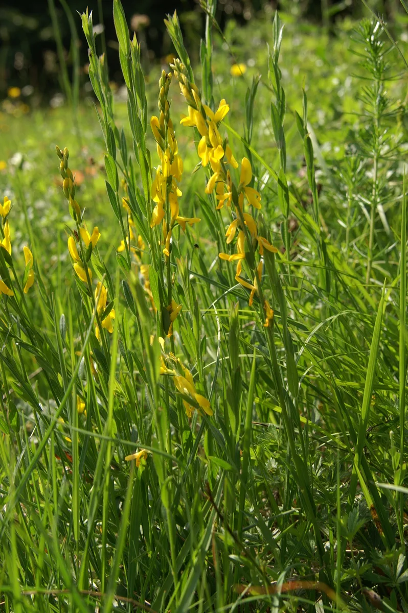 Genista tinctoria