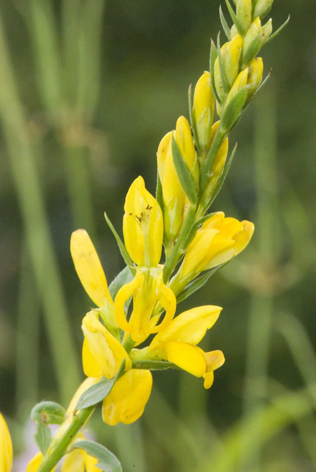 Genista tinctoria