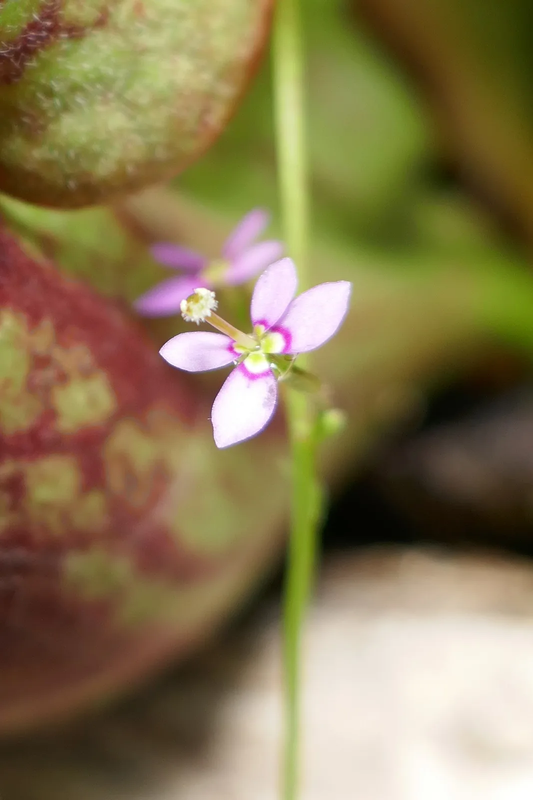 Genlisea hispidula