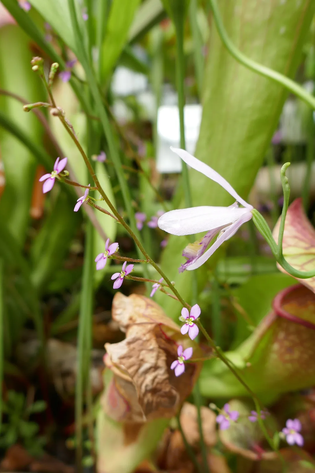 Genlisea hispidula