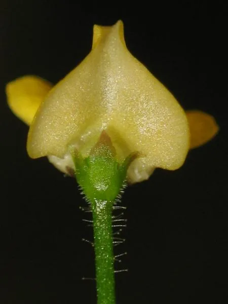 Genlisea pygmaea