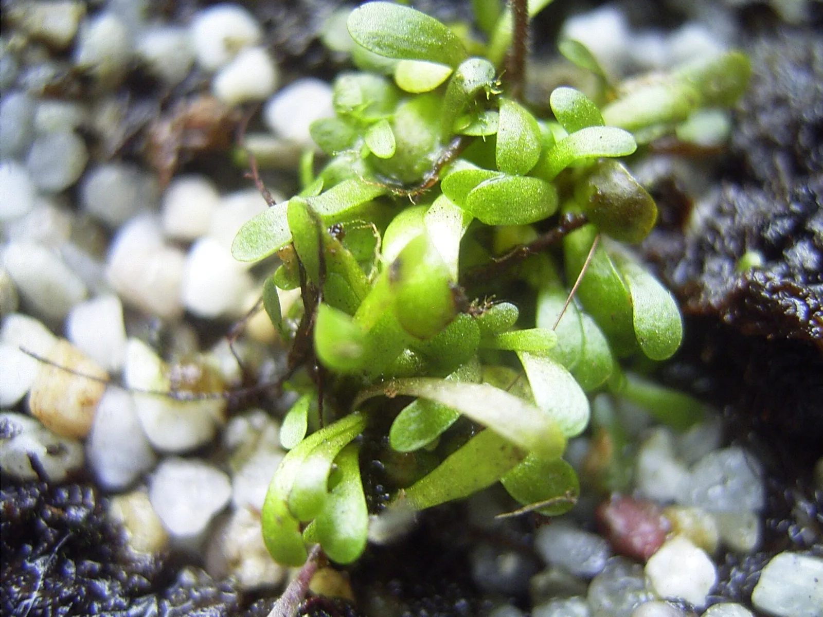 Genlisea repens