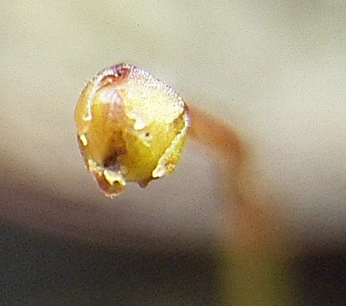 Genlisea repens