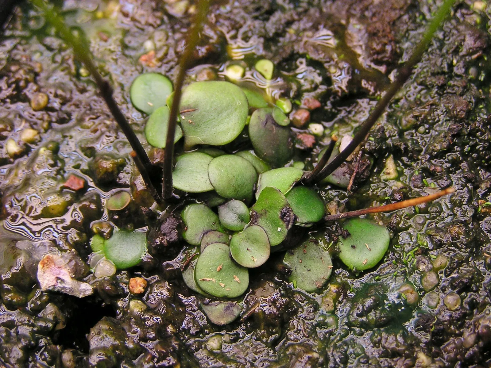 Genlisea subglabra