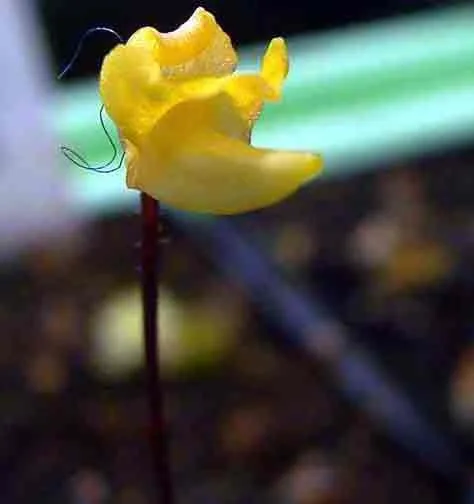 Genlisea repens