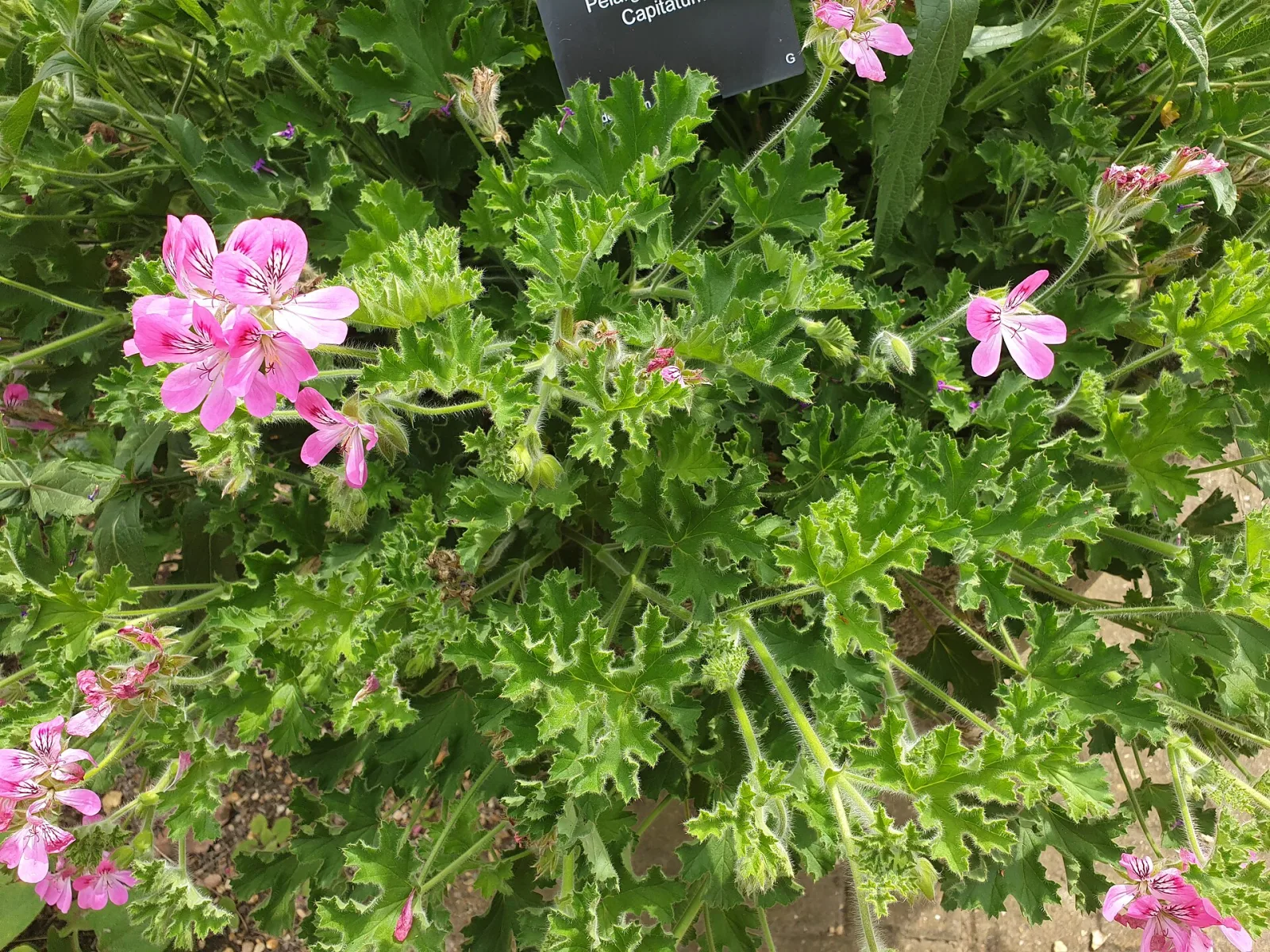 Pelargonium capitatum