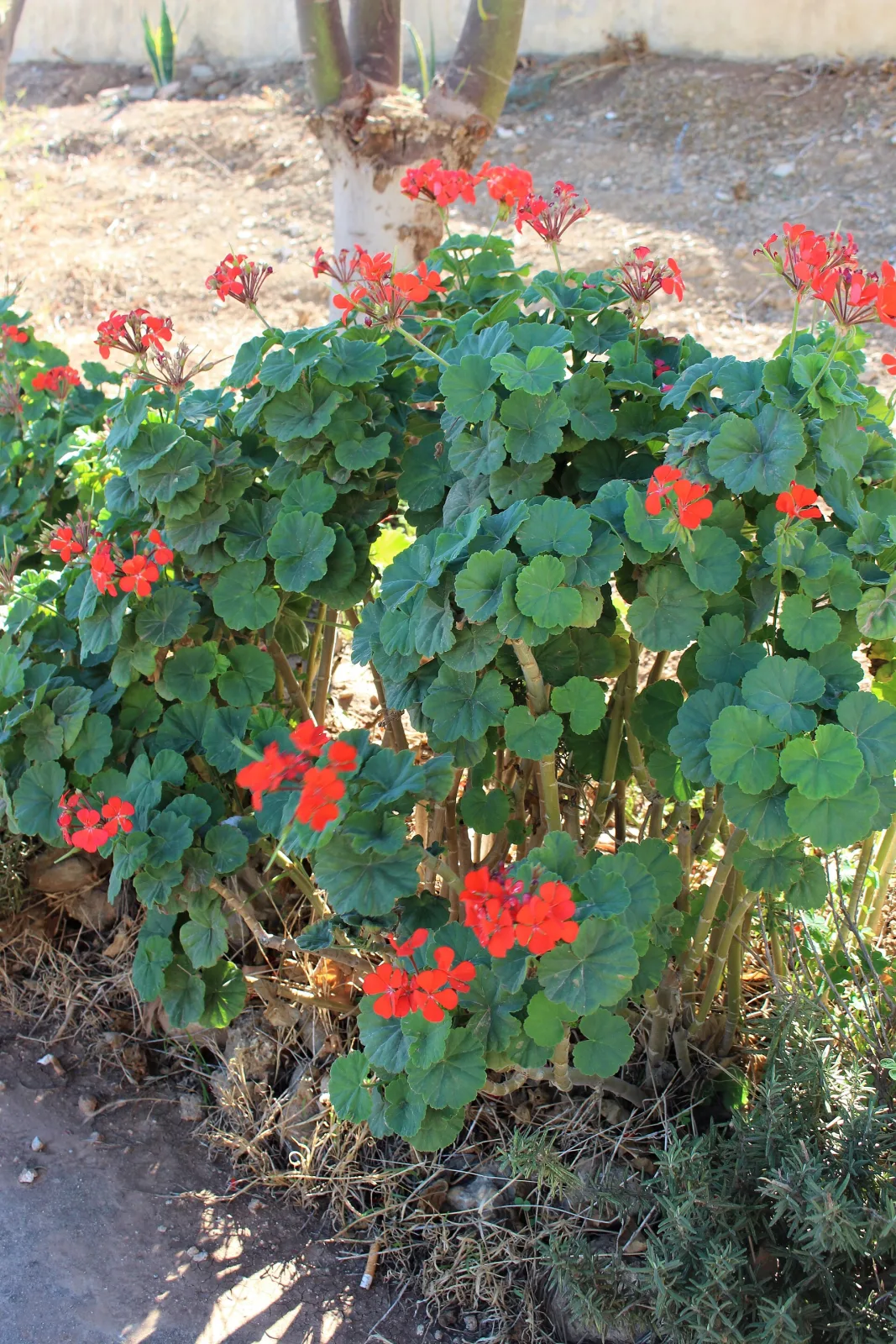 Pelargonium inquinans