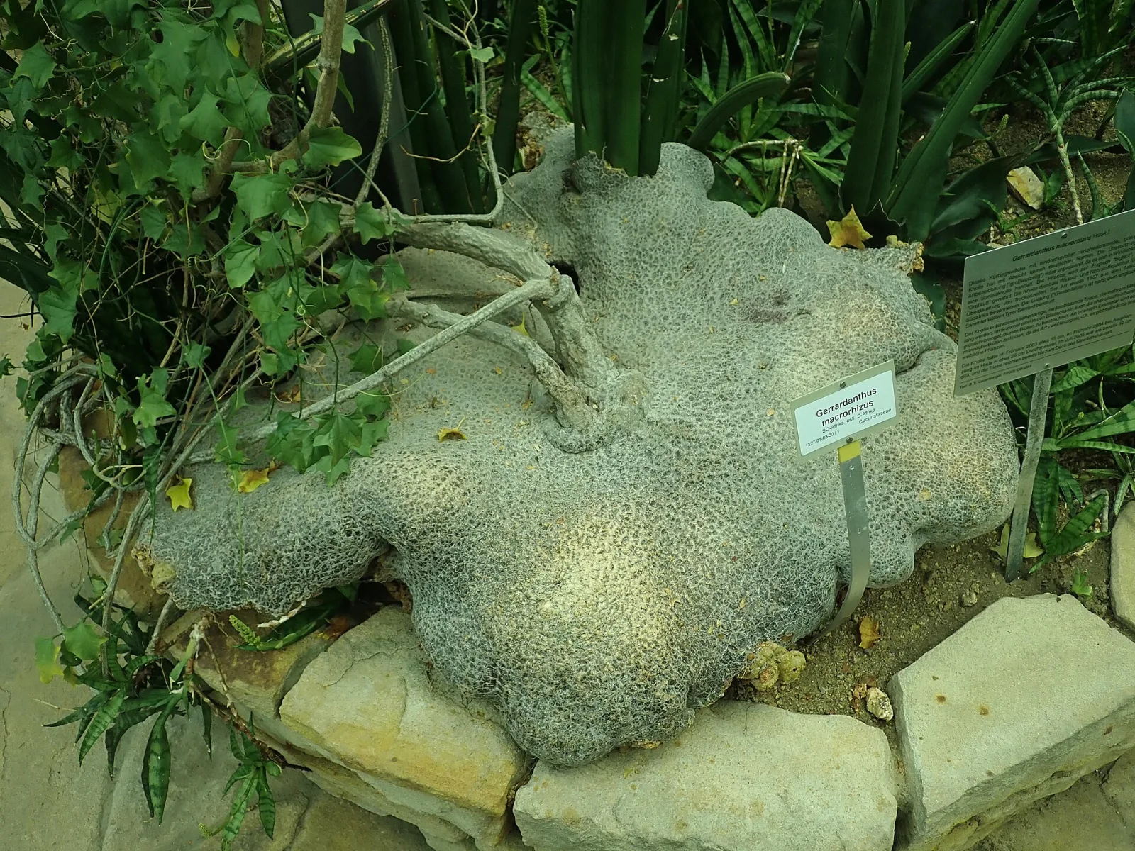 Gerrardanthus macrorhizus