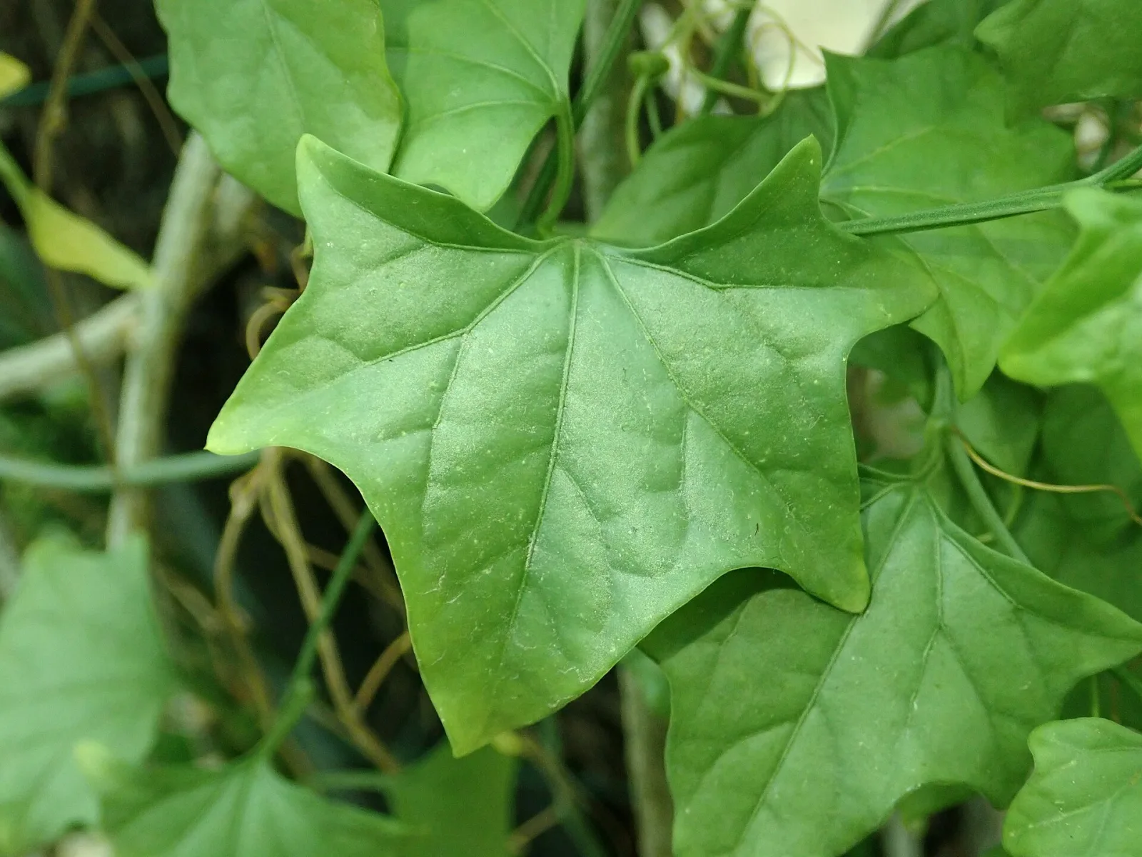 Gerrardanthus macrorhizus
