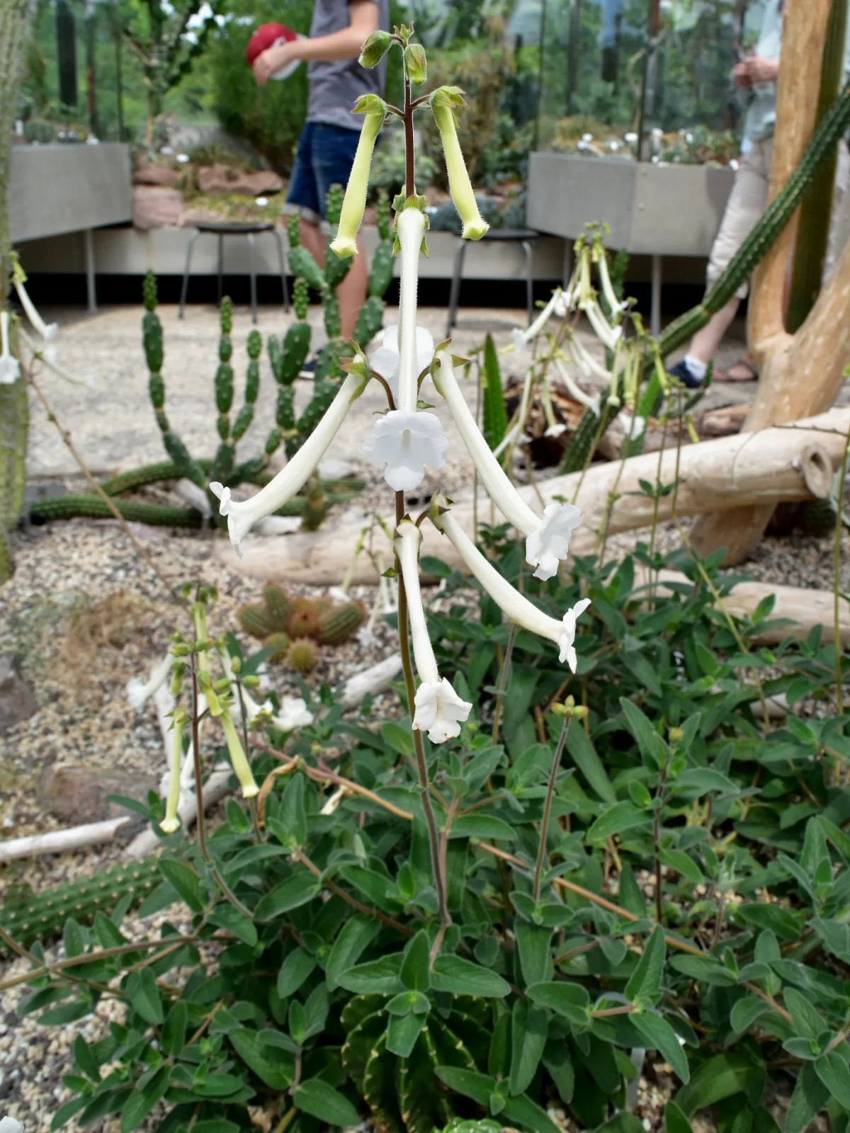 Sinningia tubiflora