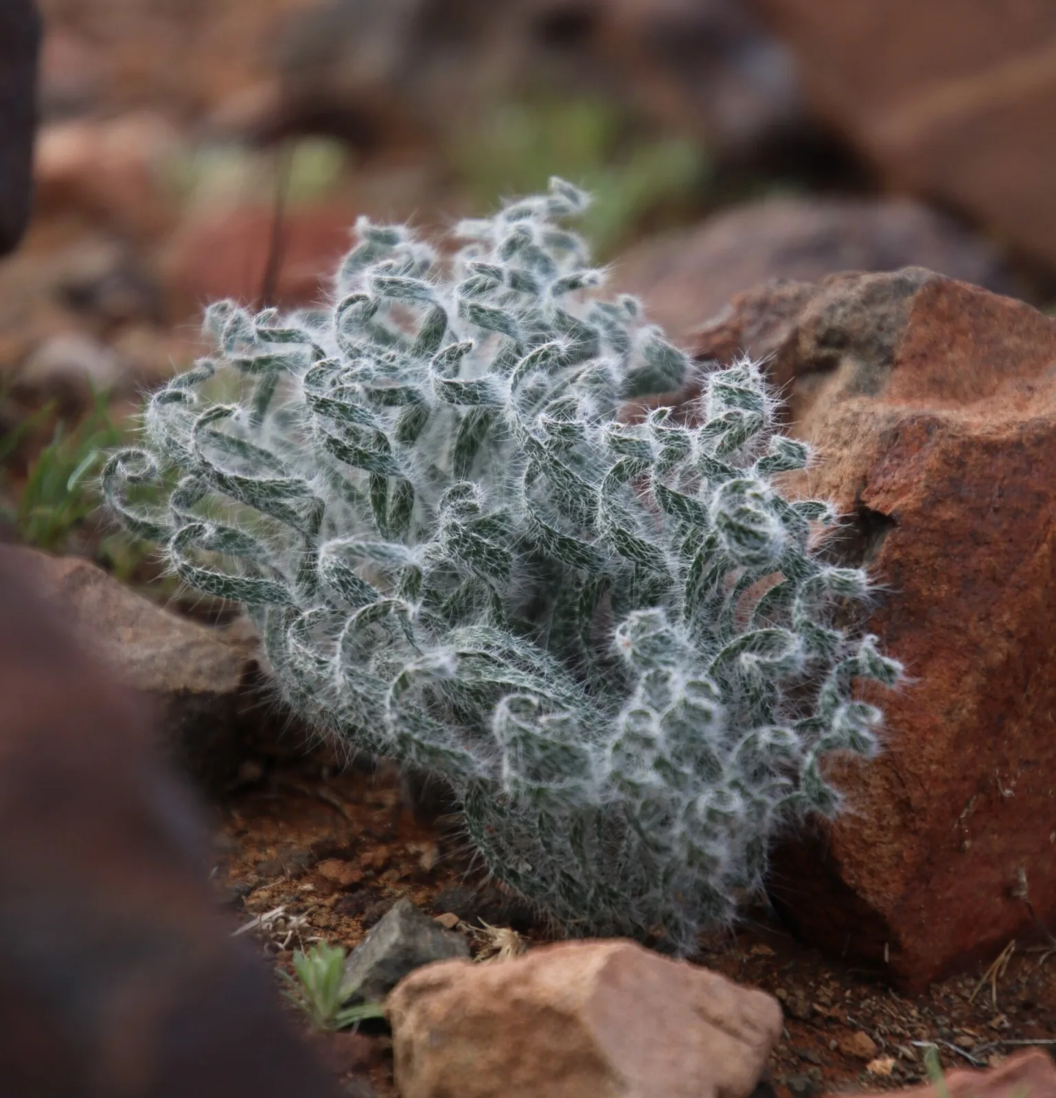 Gethyllis villosa