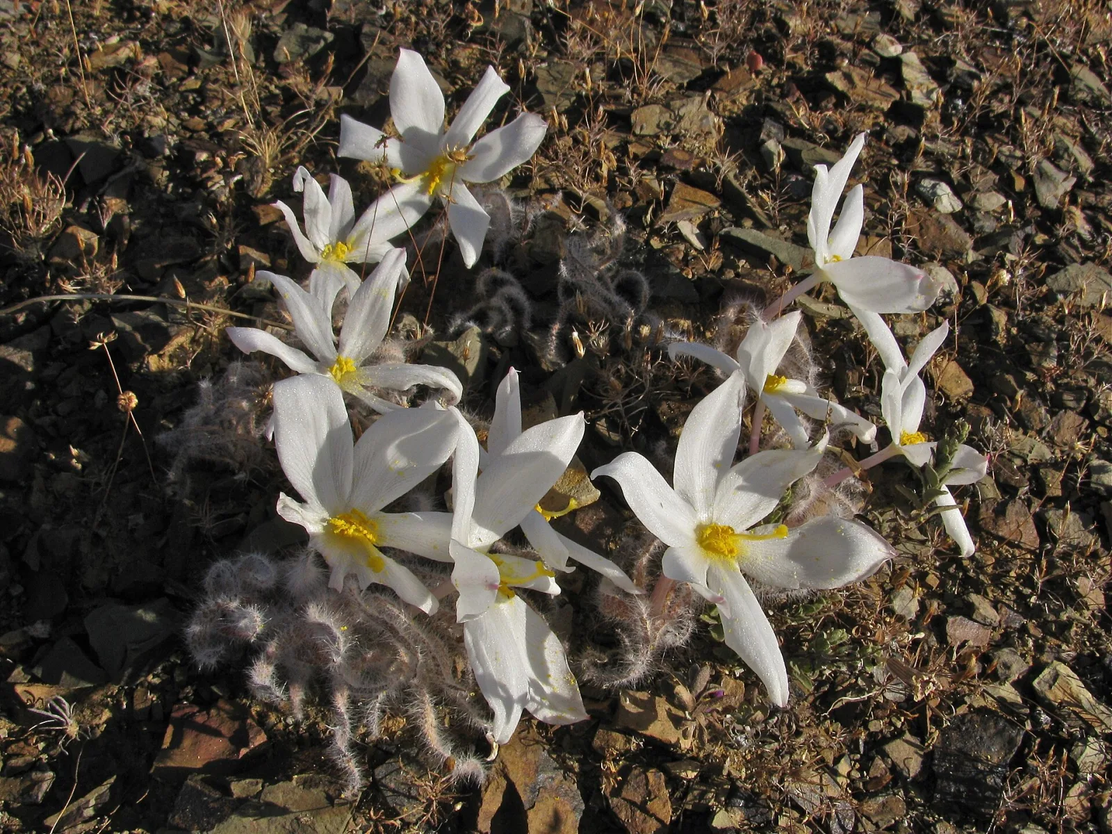 Gethyllis villosa