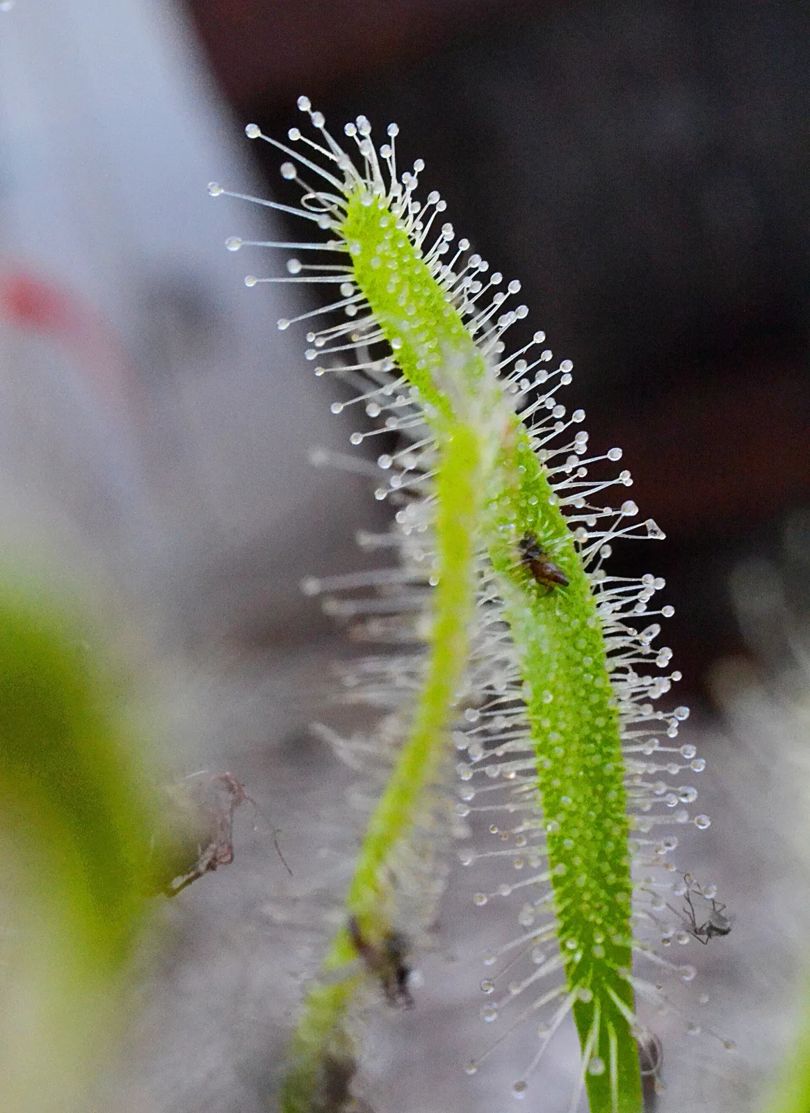 Drosera capensis alba