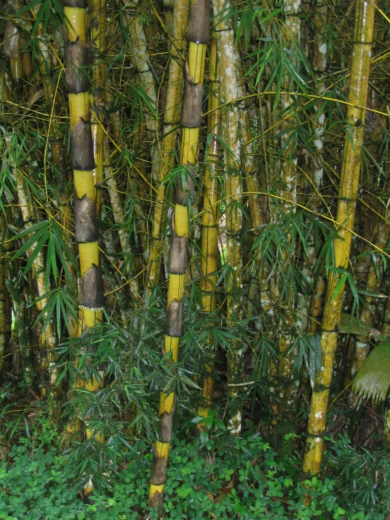 Bambusa balcooa