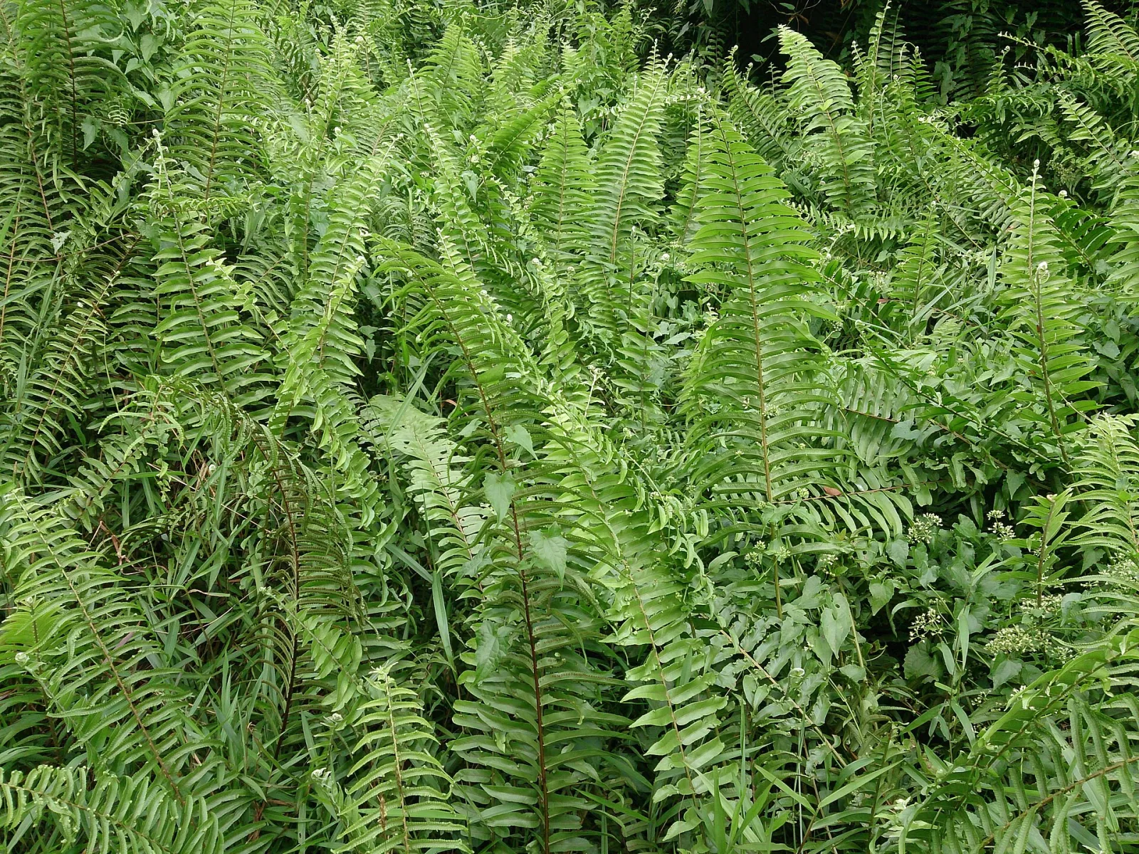 Nephrolepis biserrata