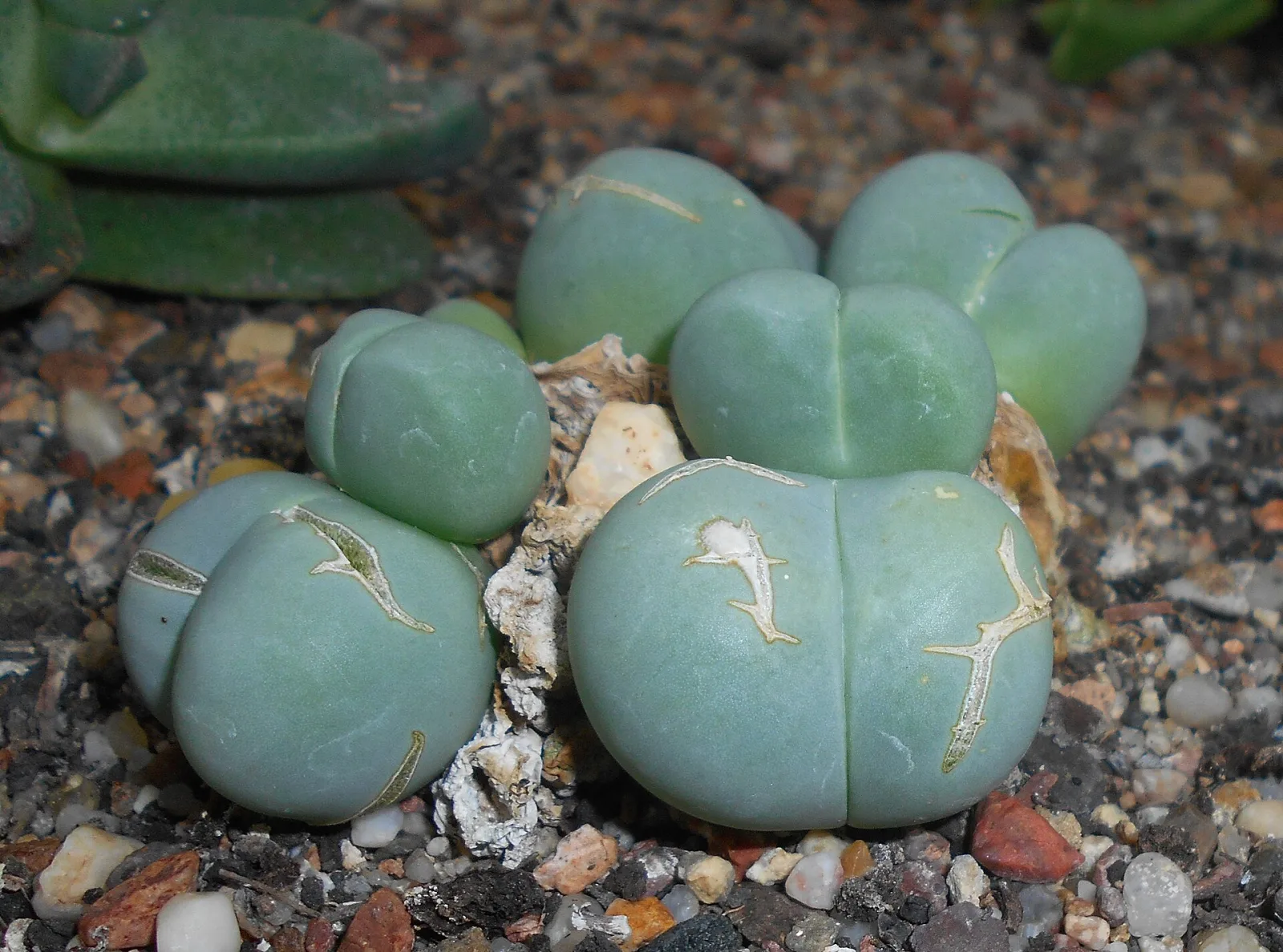 Gibbaeum petrense