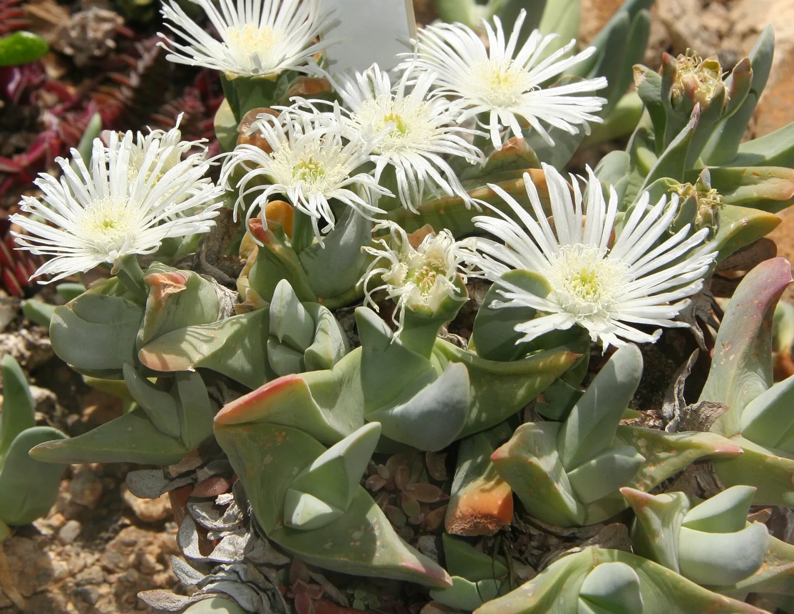 Gibbaeum velutinum