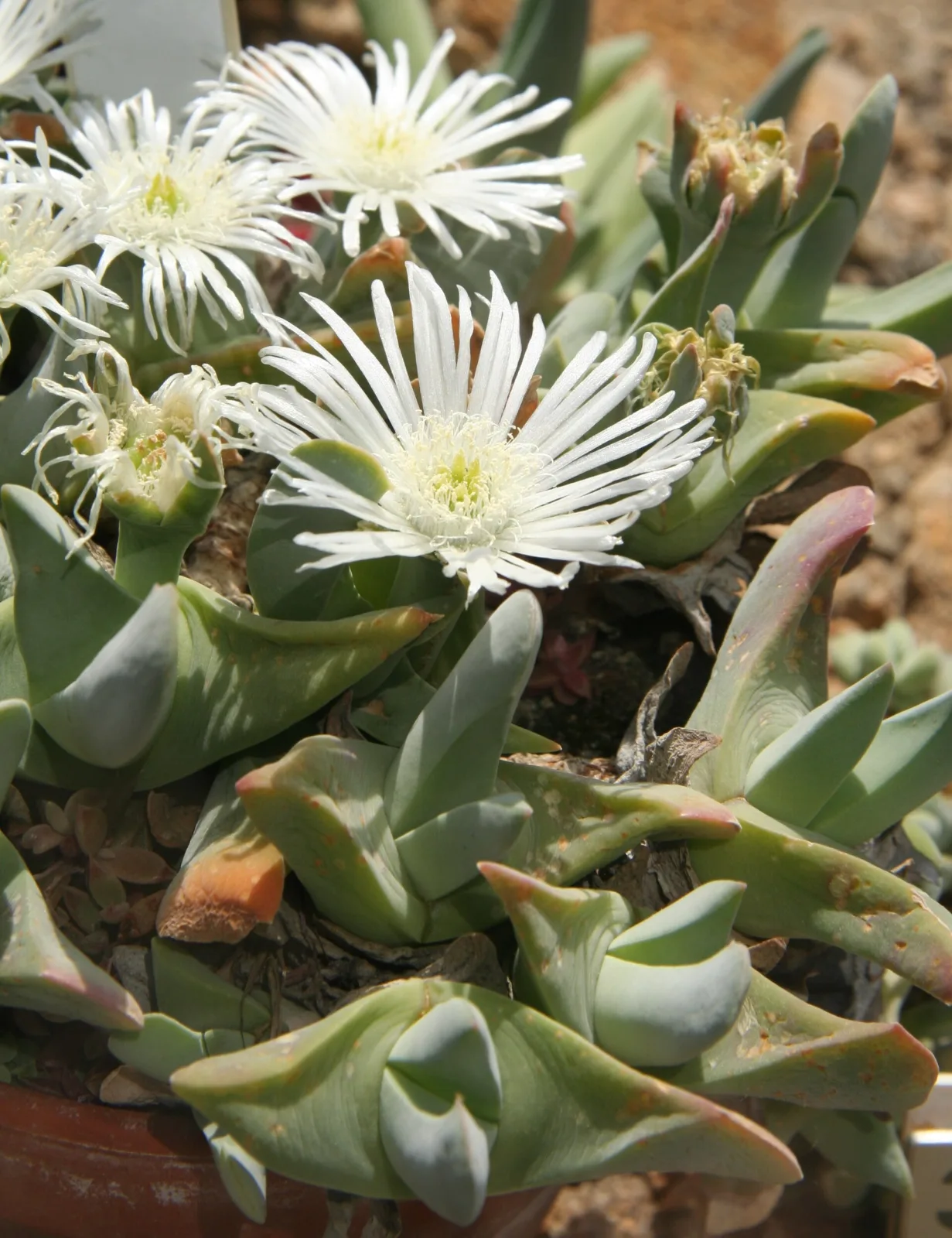 Gibbaeum velutinum