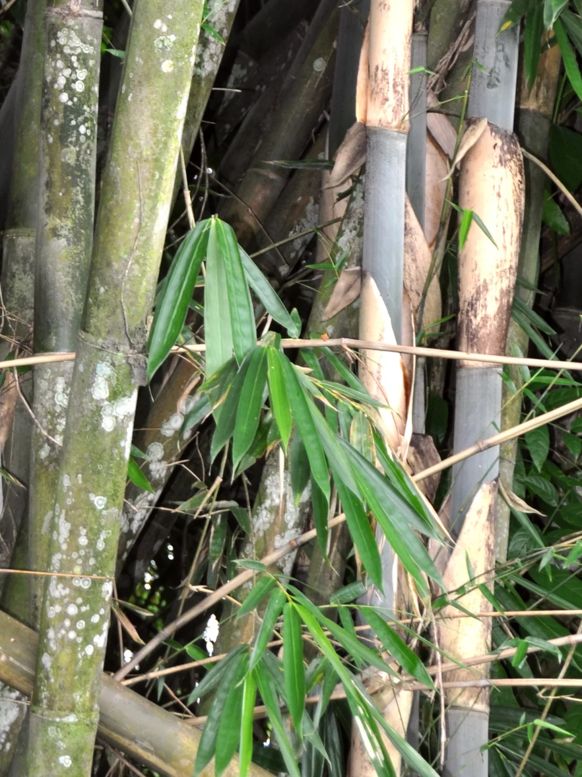 Gigantochloa apus