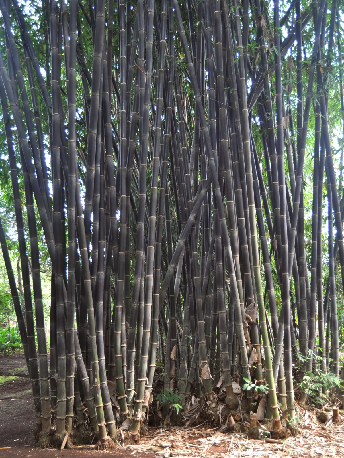 Gigantochloa atroviolacea