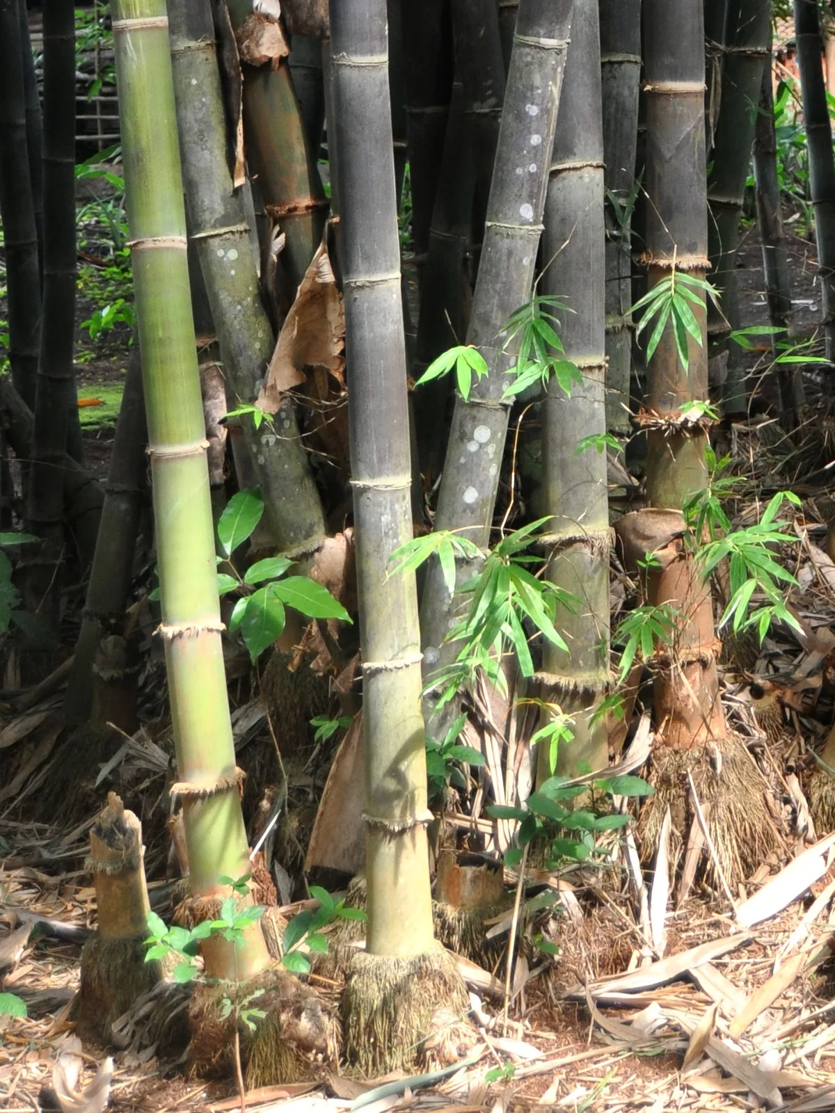 Gigantochloa atroviolacea