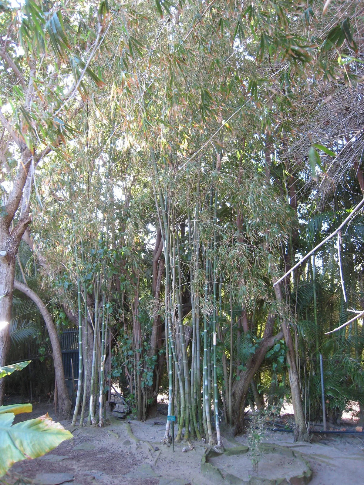 Gigantochloa albociliata
