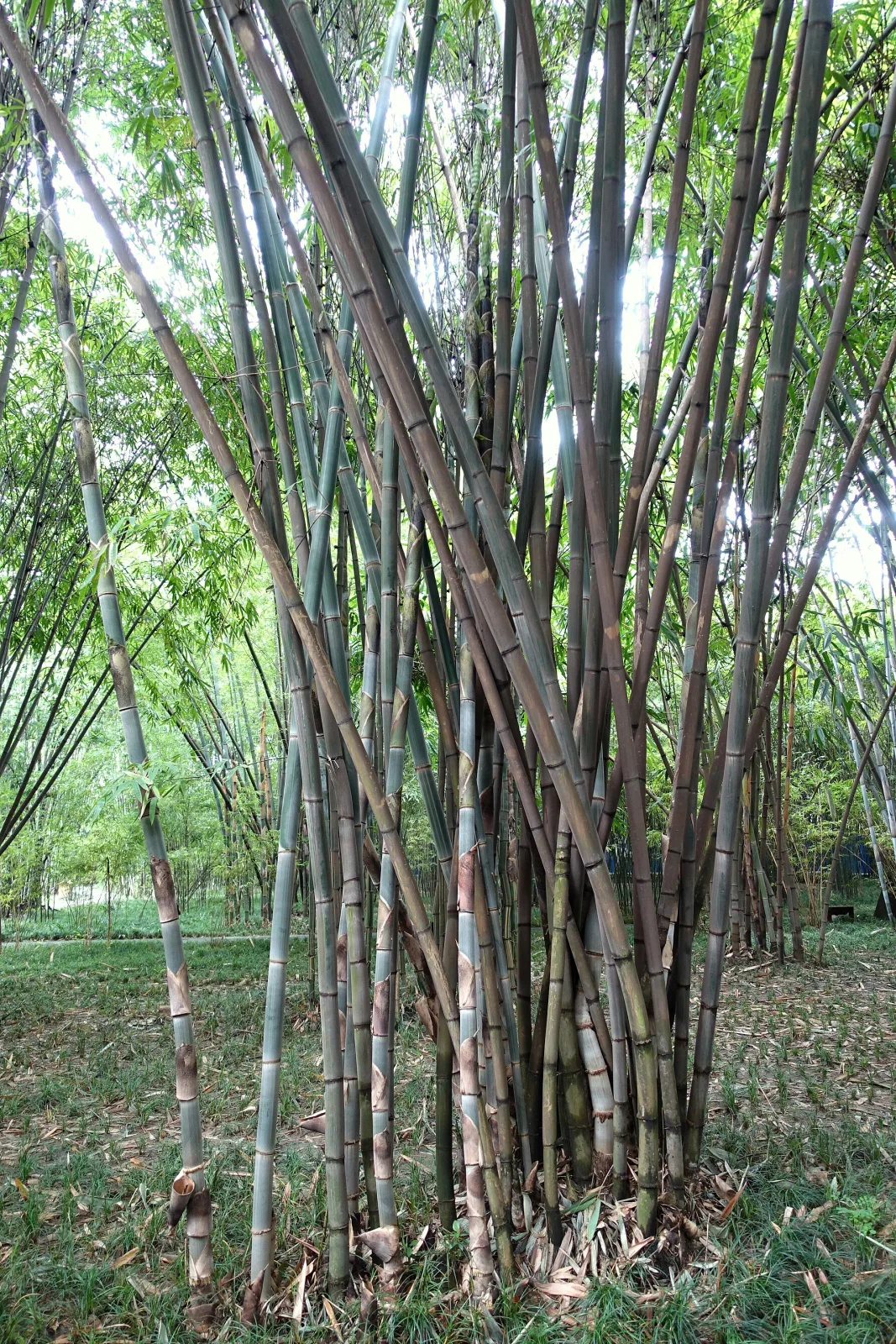 Gigantochloa albociliata