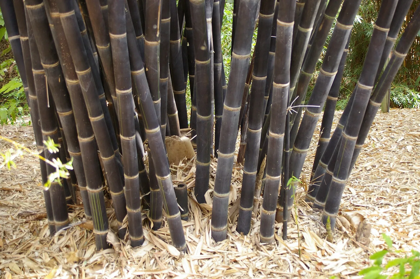 Gigantochloa atroviolacea