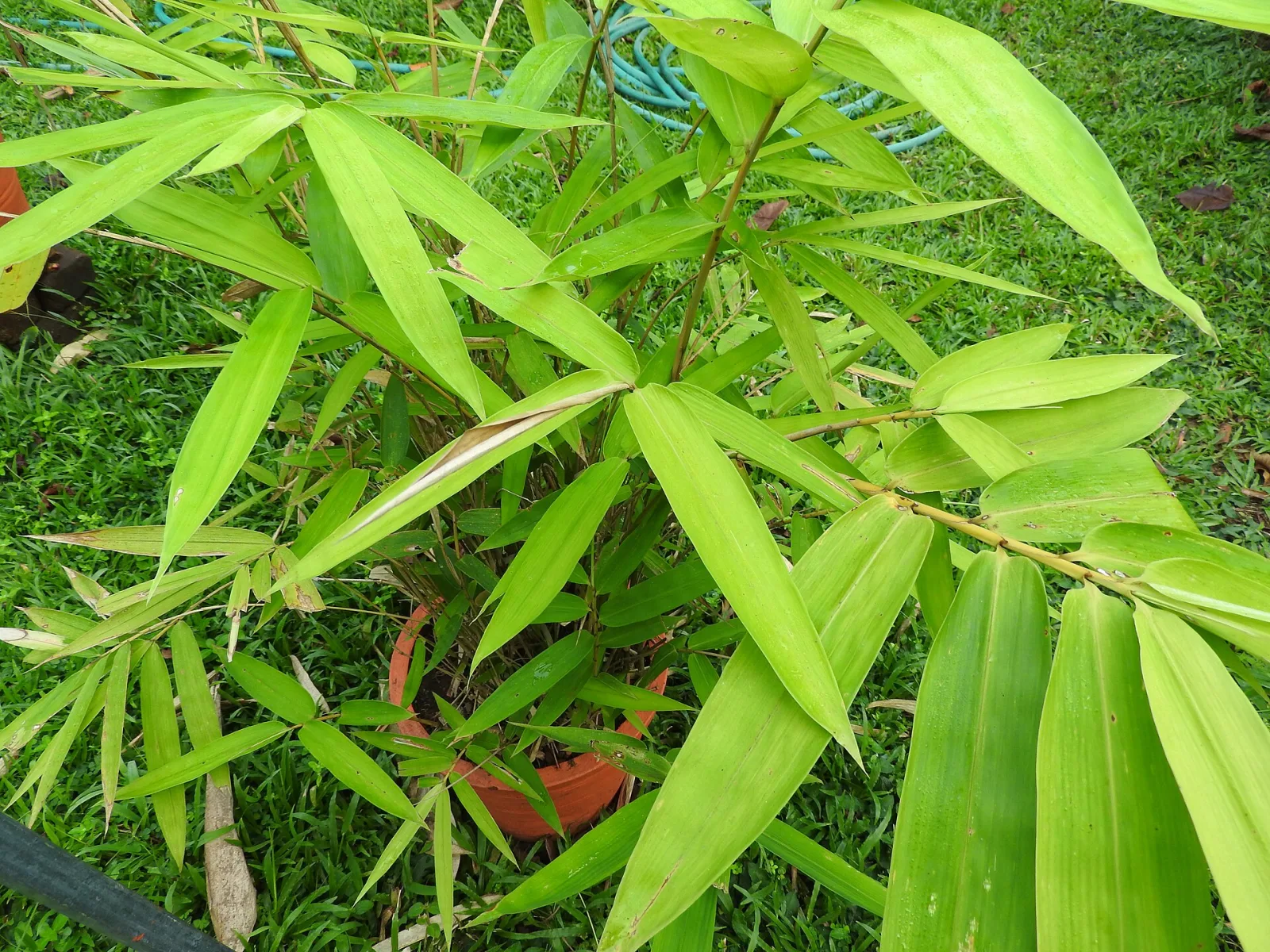 Gigantochloa nigrociliata