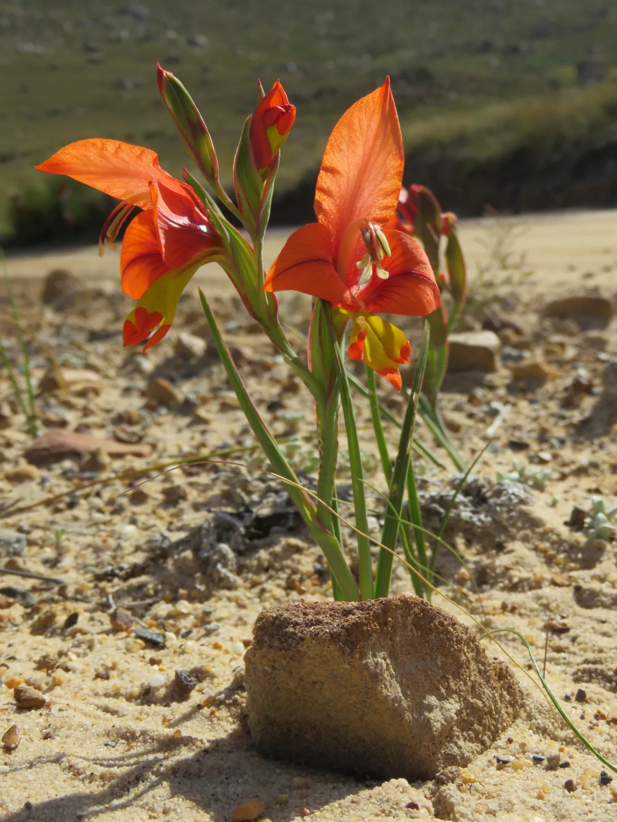 Gladiolus alatus