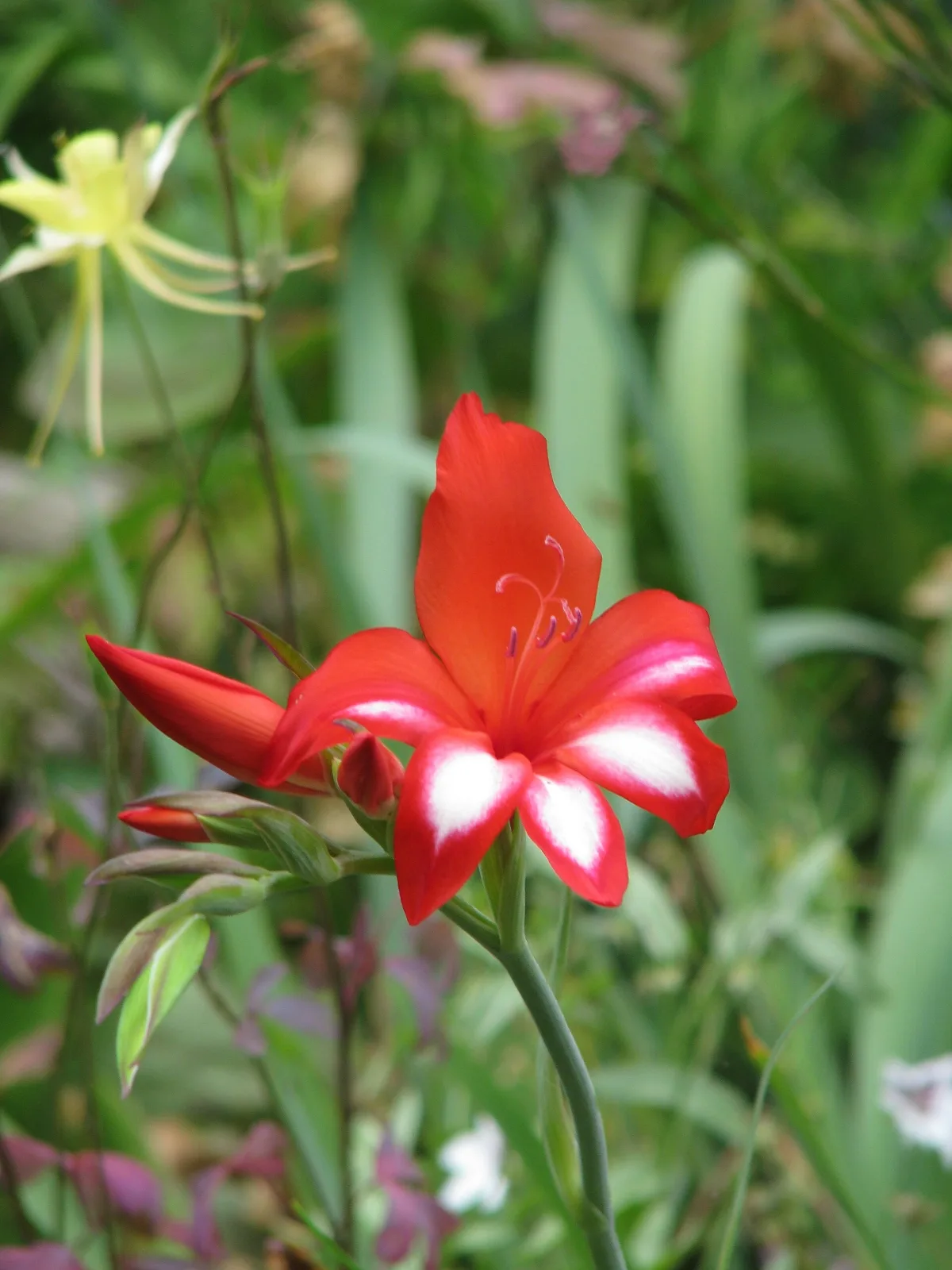 Gladiolus cardinalis