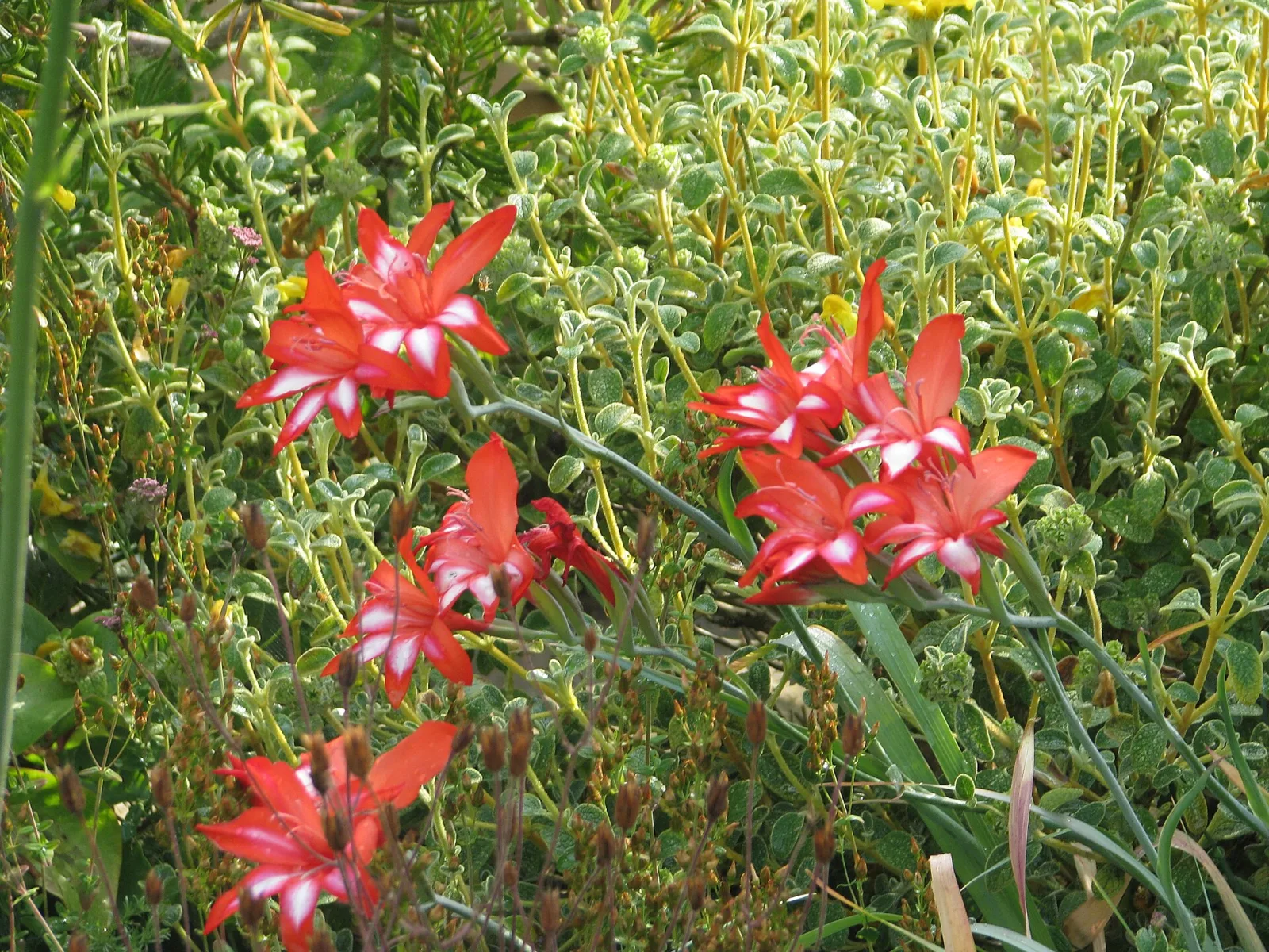 Gladiolus cardinalis