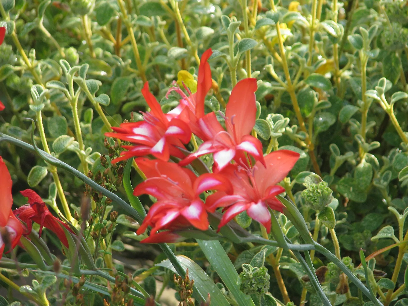 Gladiolus cardinalis