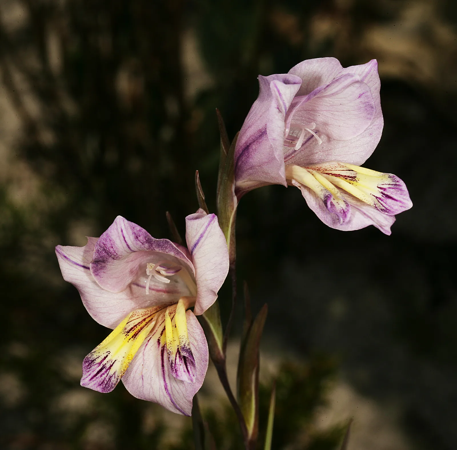Gladiolus carinatus
