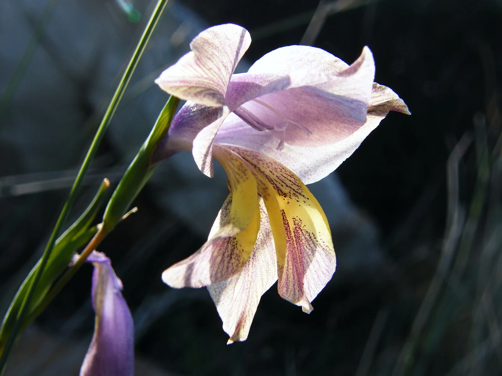 Gladiolus carinatus
