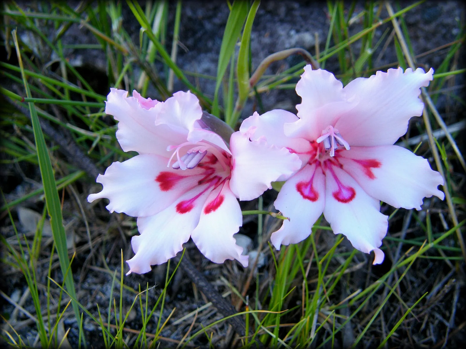 Gladiolus carneus