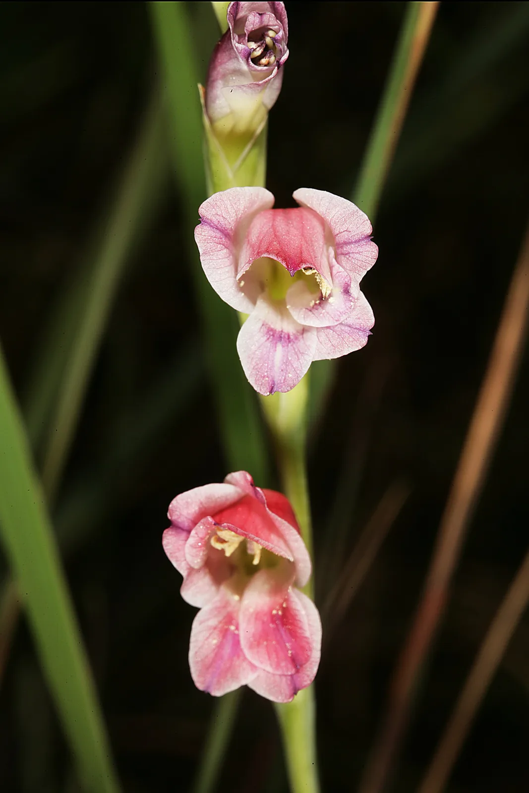 Gladiolus crassifolius