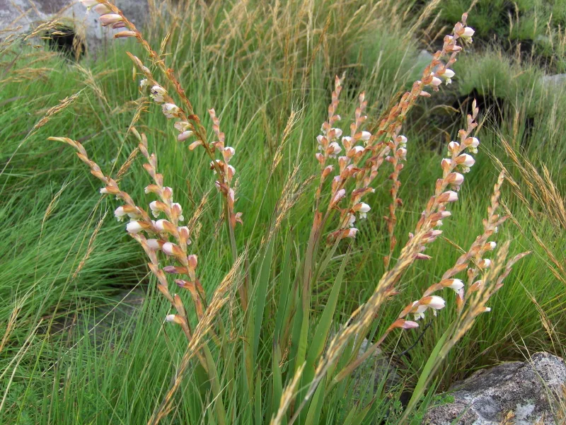 Gladiolus crassifolius