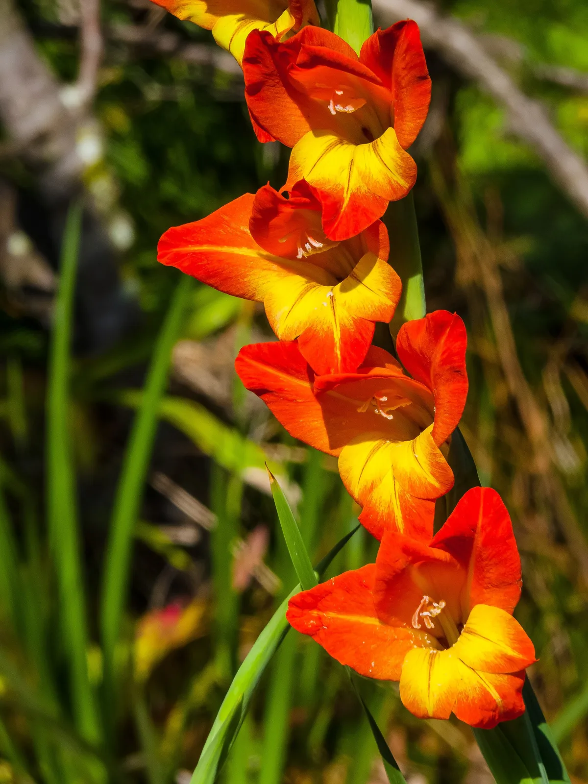 Gladiolus dalenii