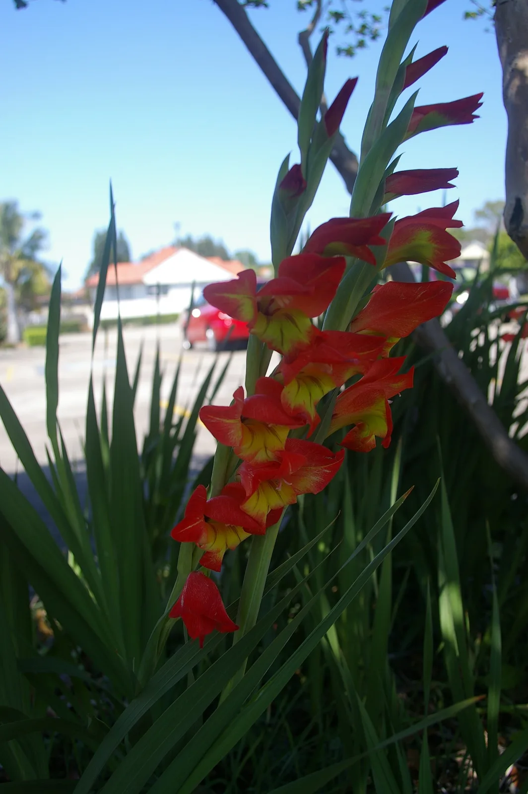 Gladiolus dalenii
