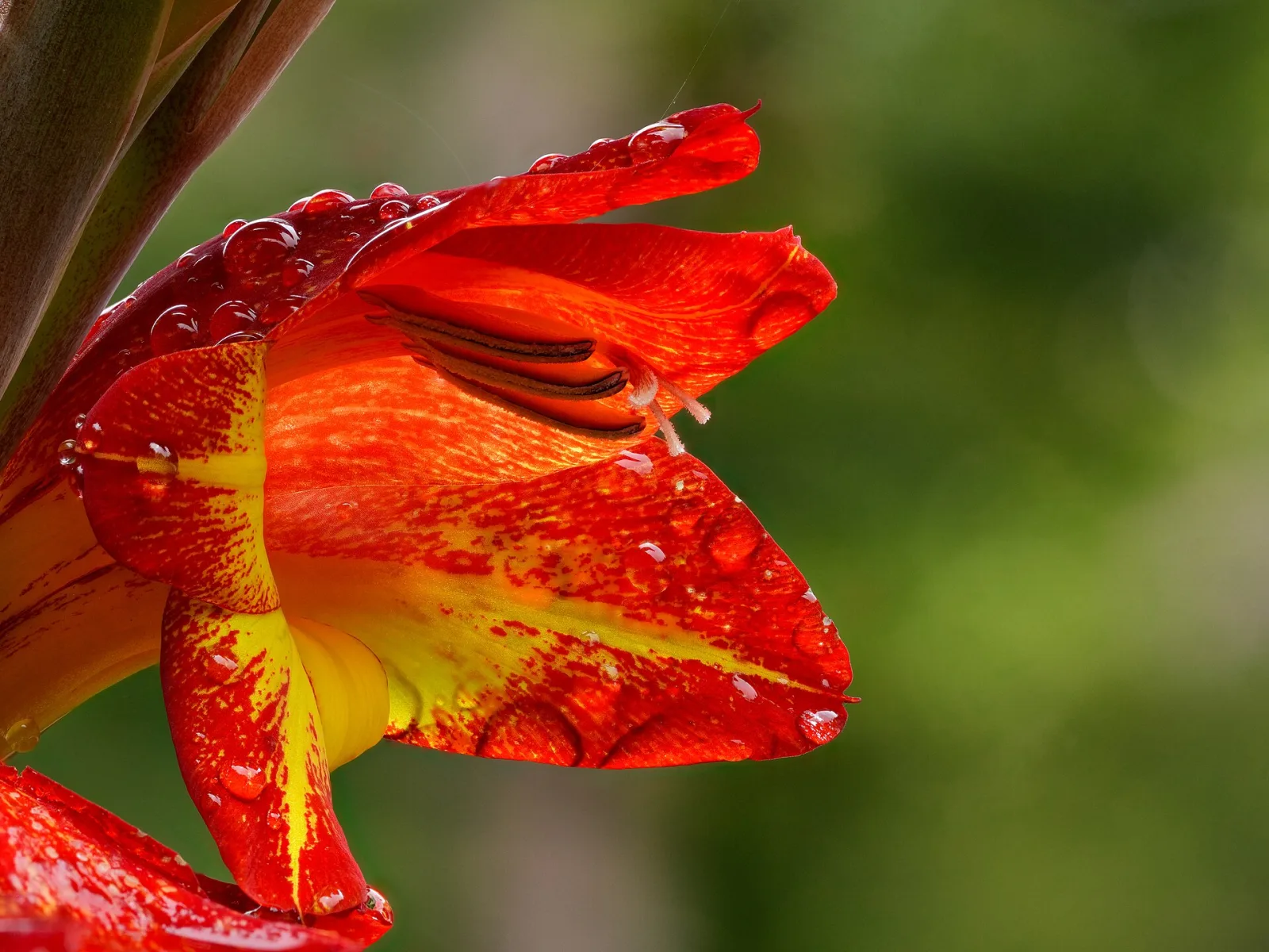 Gladiolus dalenii