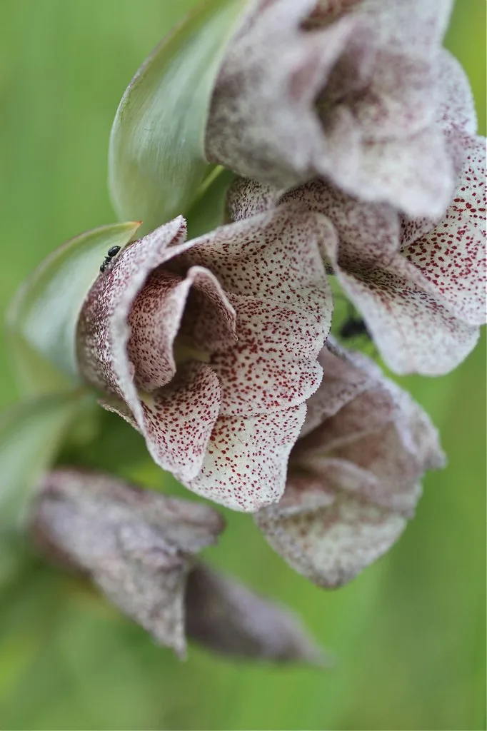Gladiolus ecklonii