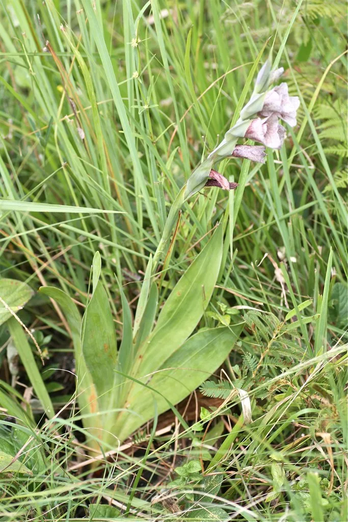 Gladiolus ecklonii