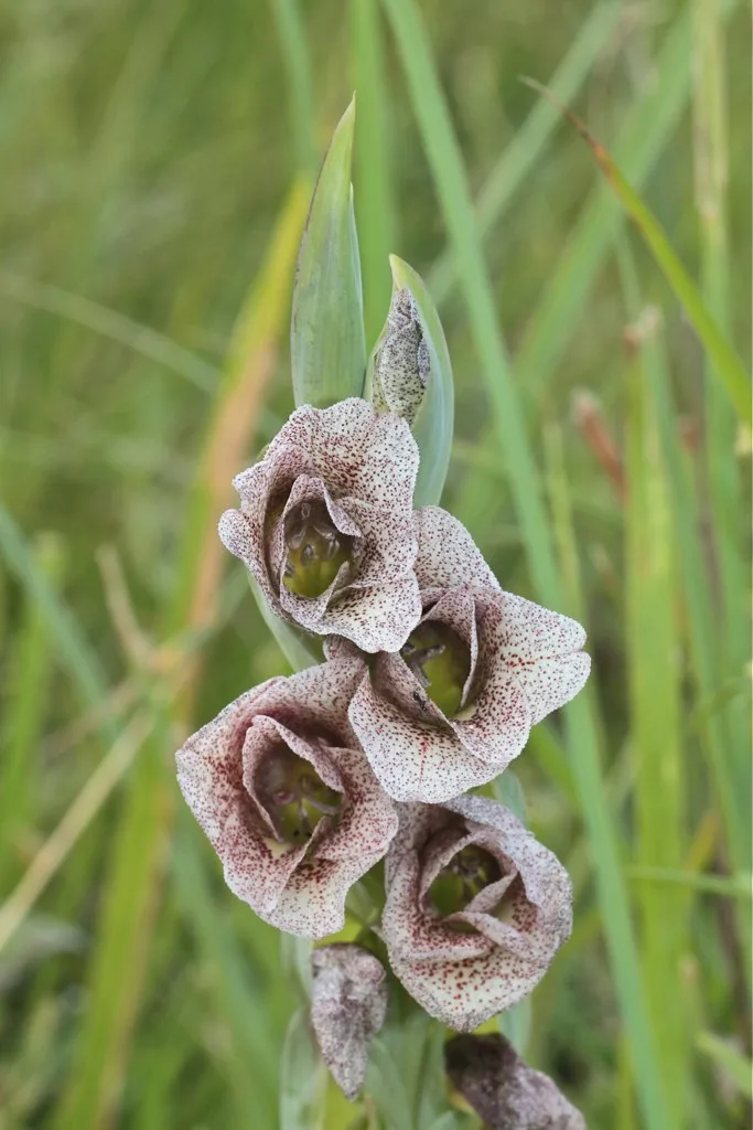 Gladiolus ecklonii