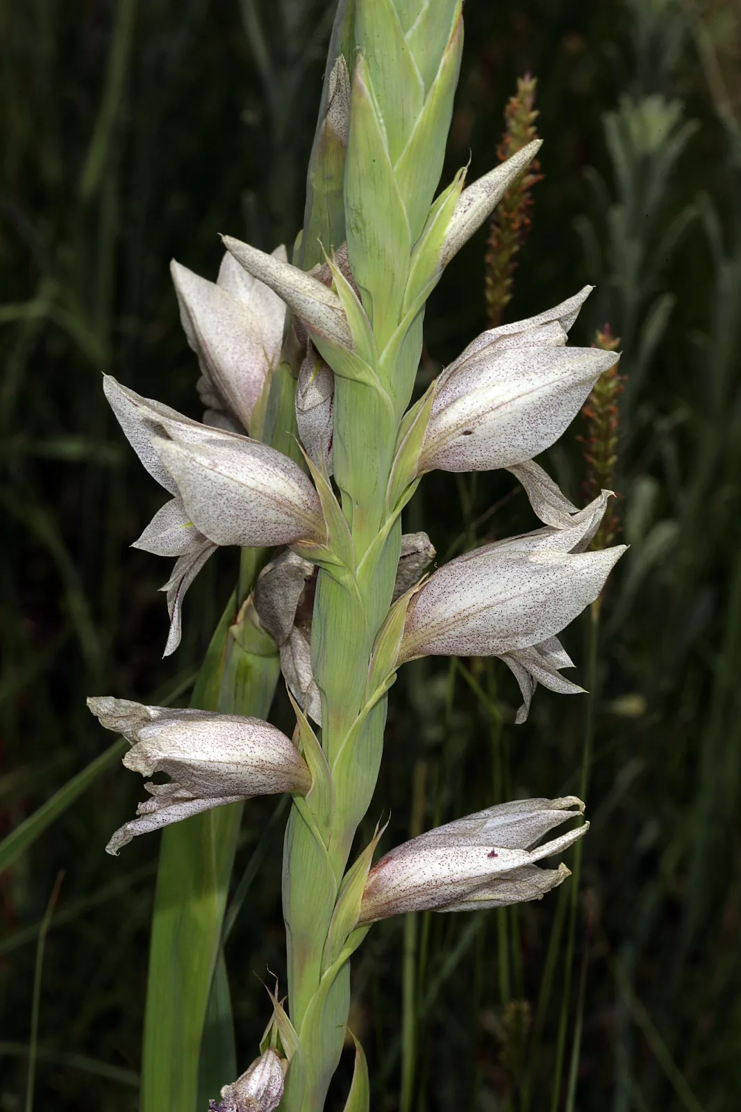 Gladiolus elliotii