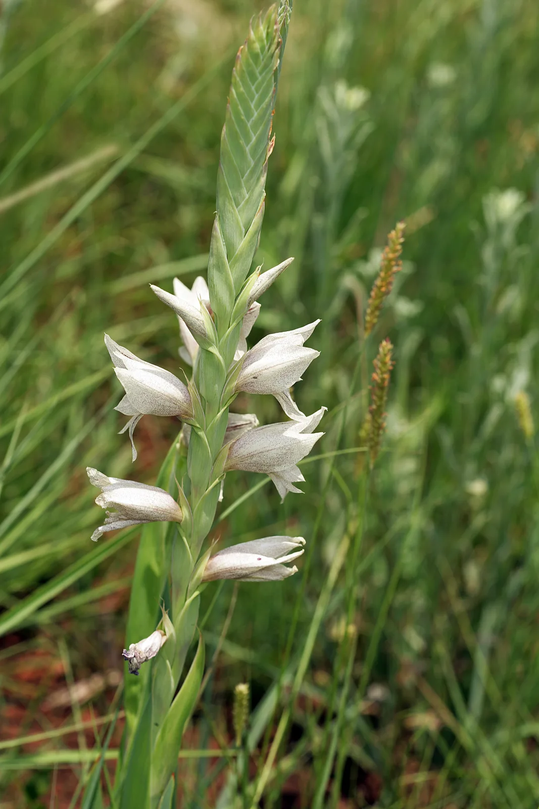 Gladiolus elliotii